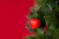 Vegan Christmas concert. The tree is decorated with fresh fruit. raw Apple on a pine branch on a red background. The