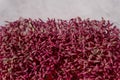 Vegan and healthy eating, green living. Sprouted amaranth seeds.