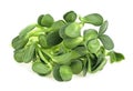 Vegan micro sunflower greens shoots isolated on white background. Growing sprouted sunflower seeds