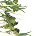 Vegan organic vector illustration with green vegetables, onion, mushrooms