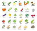 Vegan, vegetarian set of icons with vegetables. Natural colors. Vegetables, mushrooms, grass and roots. Proper nutrition. Vegetabl