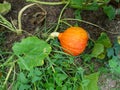 Pumkin in The orchard