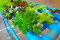 Veget hydroponic. Royalty Free Stock Photo