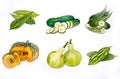 Vegetabl Backgronds illustration watercolor Royalty Free Stock Photo