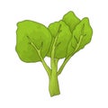 Malabar Spinach Royalty Free Stock Photo