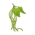 Yardlong Bean Royalty Free Stock Photo
