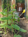 Vegetable agricultural background.Young plants of cucumbers grow in a greenhouse