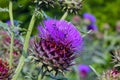 Vegetable Artichoke with blossom, Cynara cardunculus, Bavaria, Germany, Europe