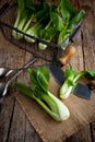 Vegetable assortment, fresh green Chinese cabbage, bok choy, pok choi or pak choi on dark background. Royalty Free Stock Photo