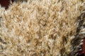 The inflorescence of the cane for the background