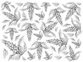 Hand Drawn of Fresh Brussels Prouts Plants Background