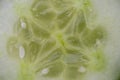 Vegetable background texture. Macro of a fresh sliced cucumber. Close-up. Helath concept