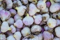 Vegetable backgrounds and textures. A lot of garlic heads with filling the entire space, top view