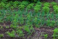 Vegetable backyard garden. Young onion, lettuce, onions, carrot and parsley in vegetable permaculture cultivation. Eco-friendly