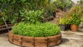 Vegetable backyard rooftop garden on a building, hoary basil or lemon basil and eggs plant in brown flowerbase