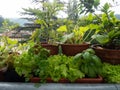 Vegetable on balcony home horticulture