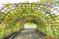 Vegetable bamboo and tunnel bamboo Royalty Free Stock Photo
