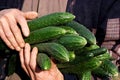 Vegetable base cucumber