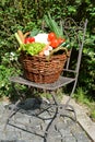 Vegetable Basket in the garden