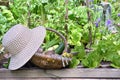 Vegetable in  basket with hat in a flowered vegetable garden Royalty Free Stock Photo