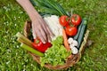 Vegetable Basket