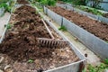 The vegetable bed is fertilized with manure in the autumn garden. Technology for growing vegetables on high beds Royalty Free Stock Photo