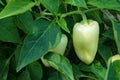 Vegetable beds garden. White Bulgarian pepper or Bell pepper Latin: Capsicum annuum close up. Ripening pepper in a greenhouse