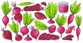 Vegetable of beet vector color set icon. Vector illustration beetroot root on white background .Isolated color set icon food of Royalty Free Stock Photo