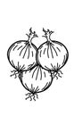 Vegetable black and white lineart illustration