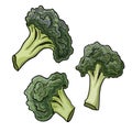 Vegetable broccoli closeup isolated on a white background Royalty Free Stock Photo