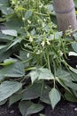 Vegetable - Bush Bean - Mascotte Royalty Free Stock Photo