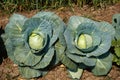 Vegetable, cabbage with leaves in field Nanded, Maharashtra, India Royalty Free Stock Photo