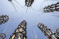 The Vegetable Cathedral in Lodi, Italy, made up 108 wooden columns among which an oak tree has been planted Royalty Free Stock Photo