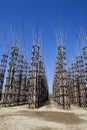 The Vegetable Cathedral in Lodi, Italy, made up 108 wooden columns among which an oak tree has been planted Royalty Free Stock Photo