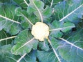 Cauliflower cultivation - Green Vegetable 