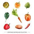 Vegetable collection design isolated watercolor illustration on white background Royalty Free Stock Photo