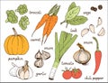 Vegetable color vector set