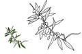 Vegetable coloring book olive tree branch with narrow leaves and olives. Doodle style hand drawn black outline isolated on white