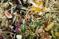 Vegetable Compost Pile