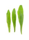 Vegetable coriander herb