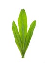 Vegetable coriander herb