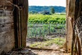 Vegetable crops seen from a farmer barn, Condrieu, France