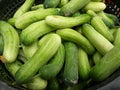 Vegetable cucumber