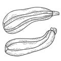 Vegetable marrow. Beautiful oblong fruit striped zucchini. Vector illustration. Linear hand drawing in doodle style