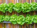 Vegetable in decorated wall vertical garden Idea Royalty Free Stock Photo