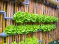 Vegetable in decorated wall vertical garden