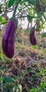 Vegetable eggplant Terong is ready for harvest Royalty Free Stock Photo