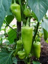 A vegetable family on the branches of a peppeGrowing green pepper. Green pepper plant in greenhouse.Plant of growing green pepper Royalty Free Stock Photo