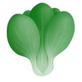 cartoon drawing of green bok choy cabbage