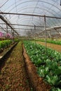 Vegetable farm